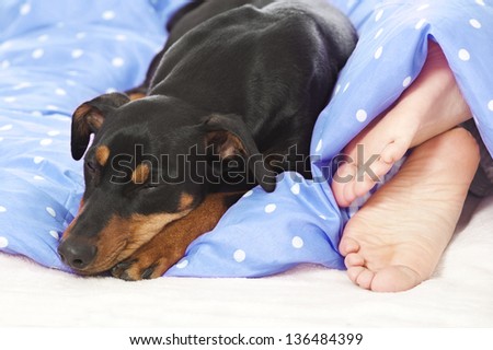 Dog lying in bed