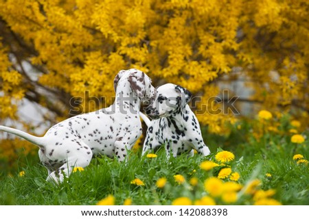 Playing dalmatian puppies