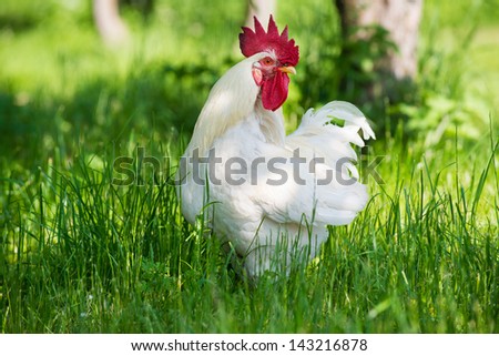 Proud rooster