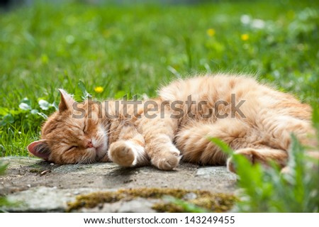 Red domestic cat lying in a meadow