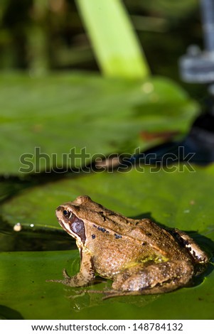 Frog sitting on leaf in a pond