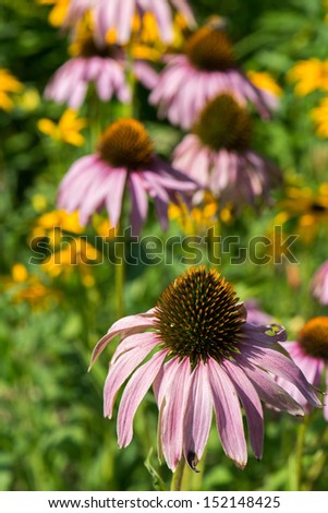 Many cone flower in a garden