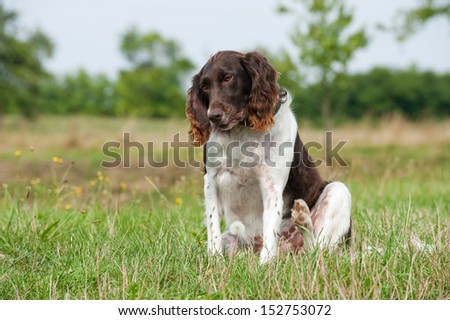Hunting dog sitting in the meadow and scratches