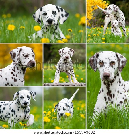 Dalmatian dogs collage