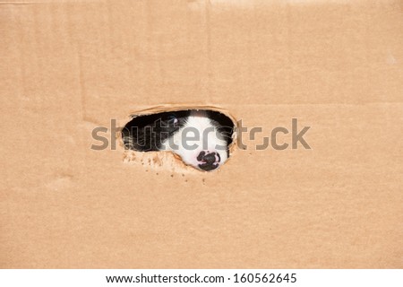 Border Collie puppy in a box