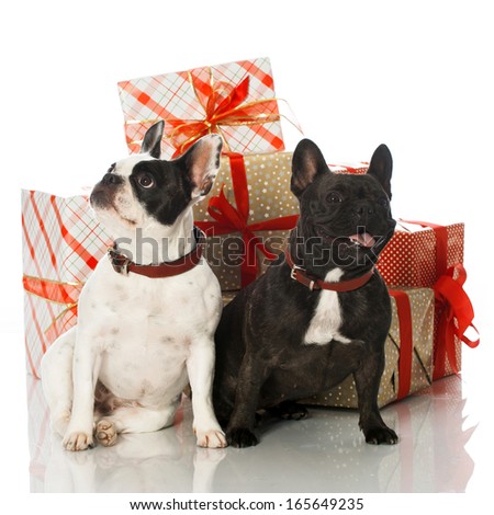 French bulldogs with christmas gifts isolated on white