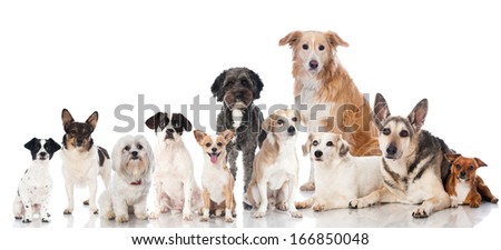 Group of mixed breed dogs