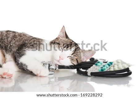 Young cat with emergency kit
