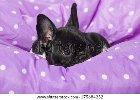 French bulldog puppy in a bed