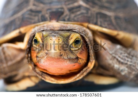 Yellow Edge Box Turtle