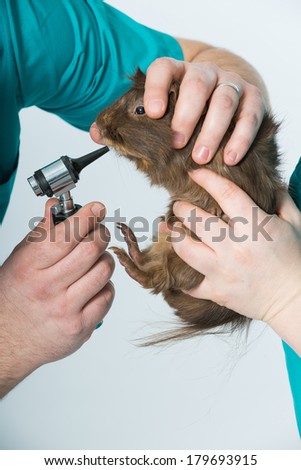 Veterinarian examining a guinea pig