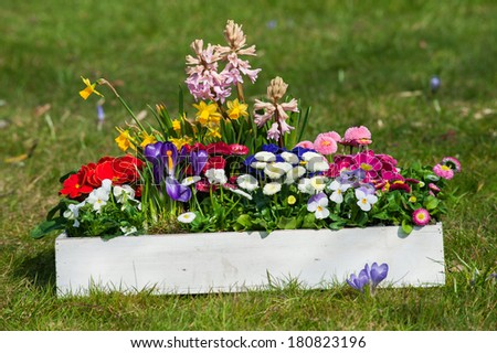 Spring flowers in wooden box