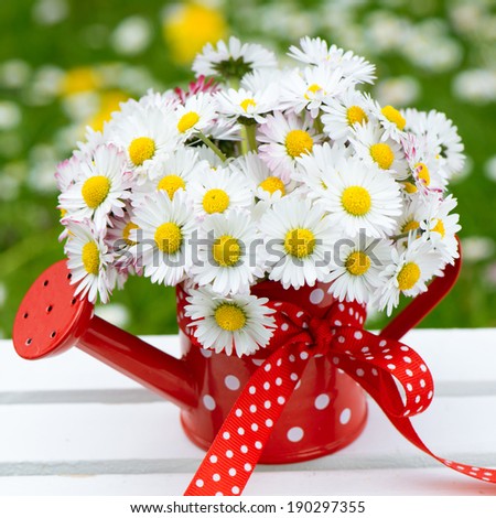 Daisy flowers in a little red watering can