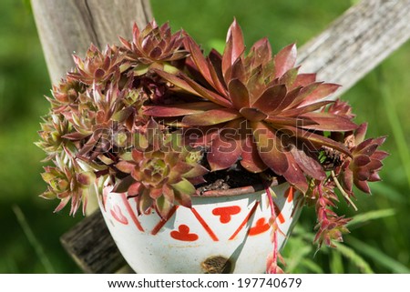 Roof plant in old enamel cup