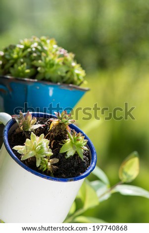 Roof plant in old enamel cup