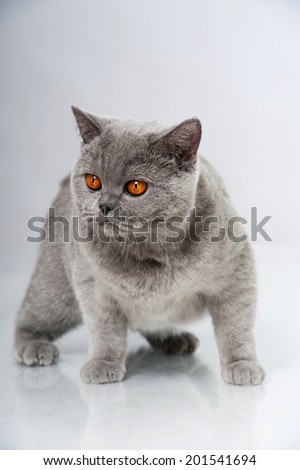 British short hair cat isolated on white