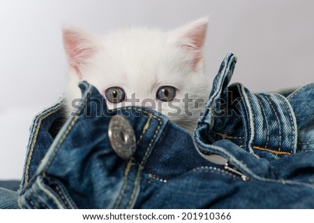 British short hair kitten in a jeans