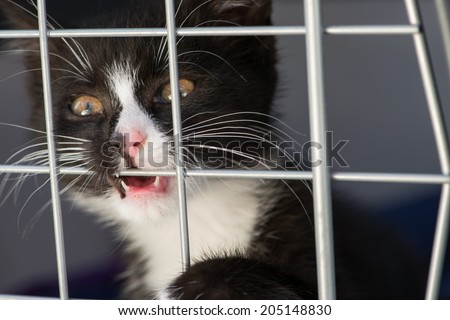 Kitten in a transport box