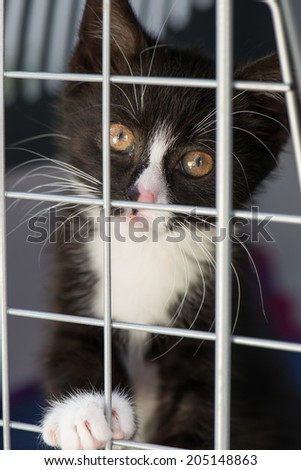 Kitten in a transport box