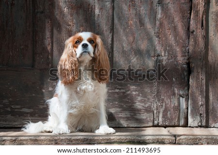 Dog lying in front of an old wooden door