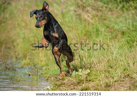 Dog jump in the water