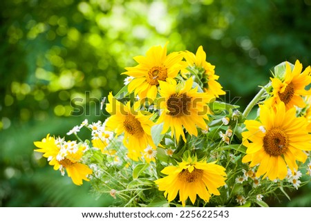Sunflowers in a bucket on nature background