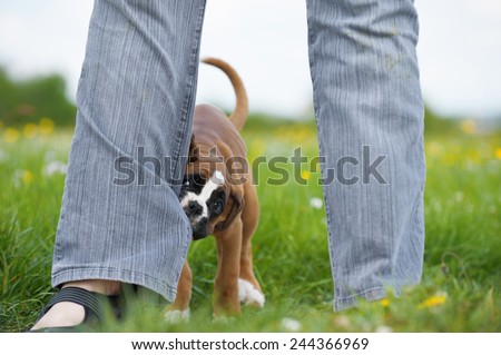 Puppy biting into leg