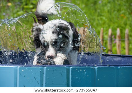 Dog in a dog pool