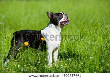 Boston terrier in a meadow