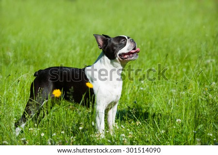 Boston terrier in a meadow