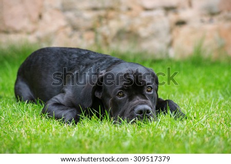 Big dog lying in a meadow