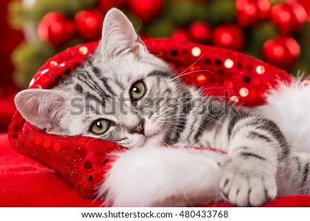 Cute christmas kitten