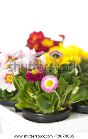 Colorful spring flowers isolated on white