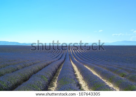 Lavender flower blooming scented fields in endless rows. Valensole plateau, provence, france, europe.