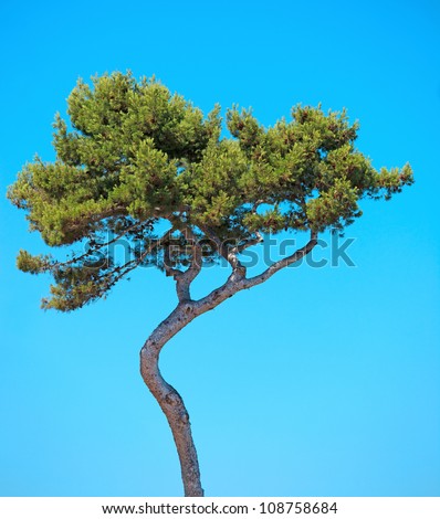 stock-photo-maritime-pine-curved-tree-pinus-pinaster-mediterranean-plant-isolated-on-blue-sky-background-108758684.jpg