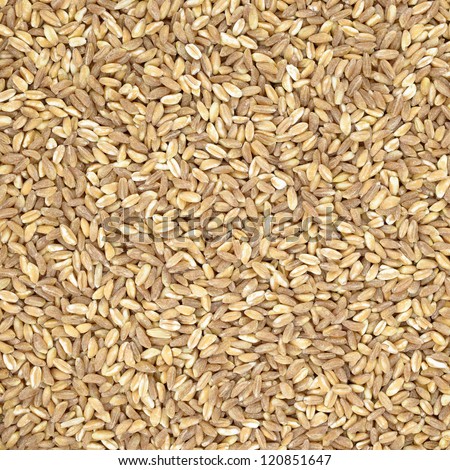 Spelt organic wheat raw cereal close up texture or background. Italian healthy eating