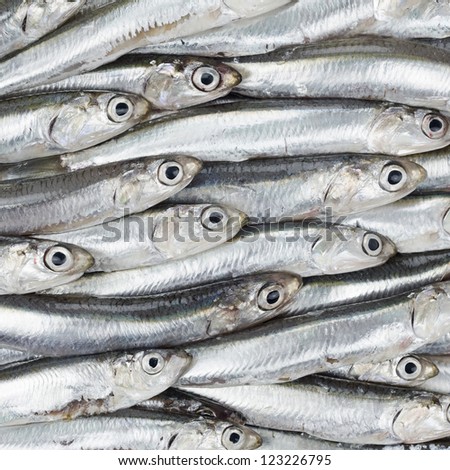 Fresh anchovies prepared seafood background texture or pattern. Raw food.