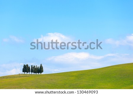 Cypress trees group and green field, rural landscape in Crete Senesi, Siena, Tuscany. Italy