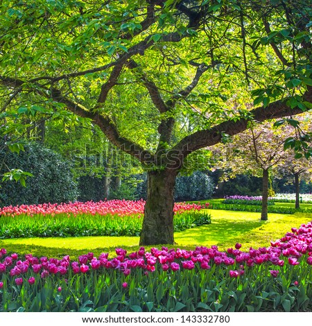 Tree and tulip flowers garden or field in spring.