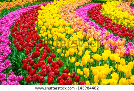 Tulip colorful flowers garden in spring  background, pattern or texture
