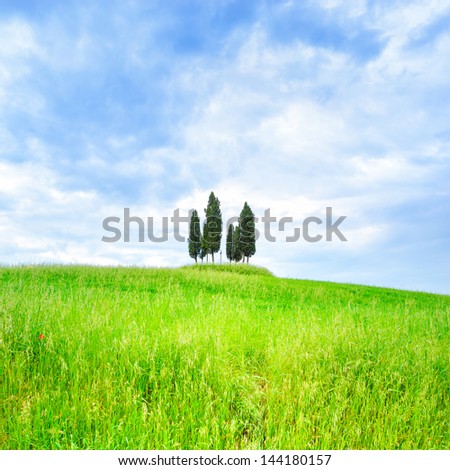 Cypress group and rolling field rural landscape in Orcia valley, San Quirico, Siena, Tuscany. Italy