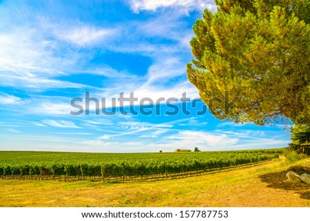 Chianti region, vineyard, pine tree and farm. Tuscany, Italy, Europe.