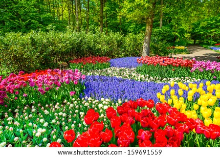 Red tulip garden or field in spring background, pattern or texture