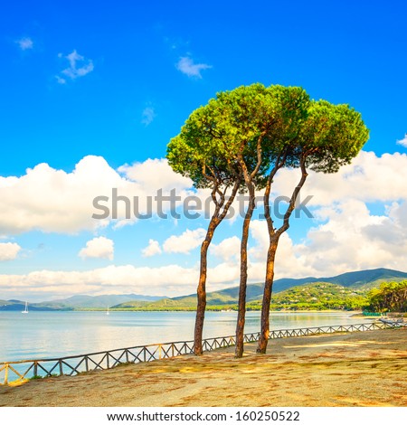 Pine tree group on the beach and sea bay background. Punta Ala, Tuscany, Italy