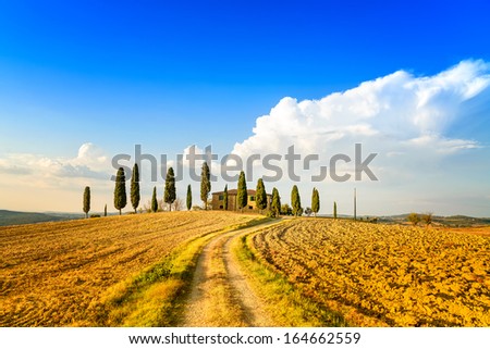 Tuscany, farmland and cypress trees and white road, country landscape. Siena, Val d Orcia, Italy, Europe.