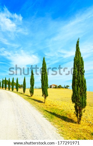 Cypress Trees rows and a white road rural landscape in val d Orcia land near Siena, Tuscany, Italy, Europe.