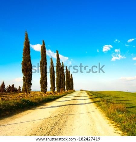 Tuscany, cypress tree group row and white rural road on sunset. Siena, Orcia Valley, Italy, Europe.
