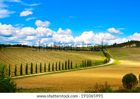 Vineyard, cypress Trees rows and road in a rural landscape in val d Orcia land near Siena, Tuscany, Italy, Europe.