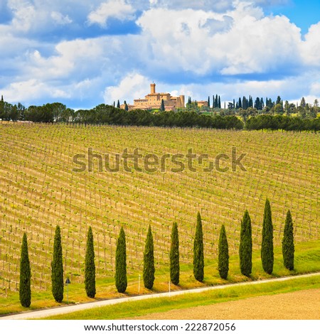 Vineyard, cypress Trees rows and road in a rural landscape in val d Orcia land near Siena, Tuscany, Italy, Europe.