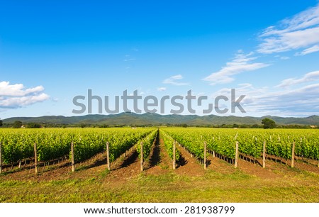 Bolgheri vineyard and hills on background. Maremma Tuscany, Italy, Europe.